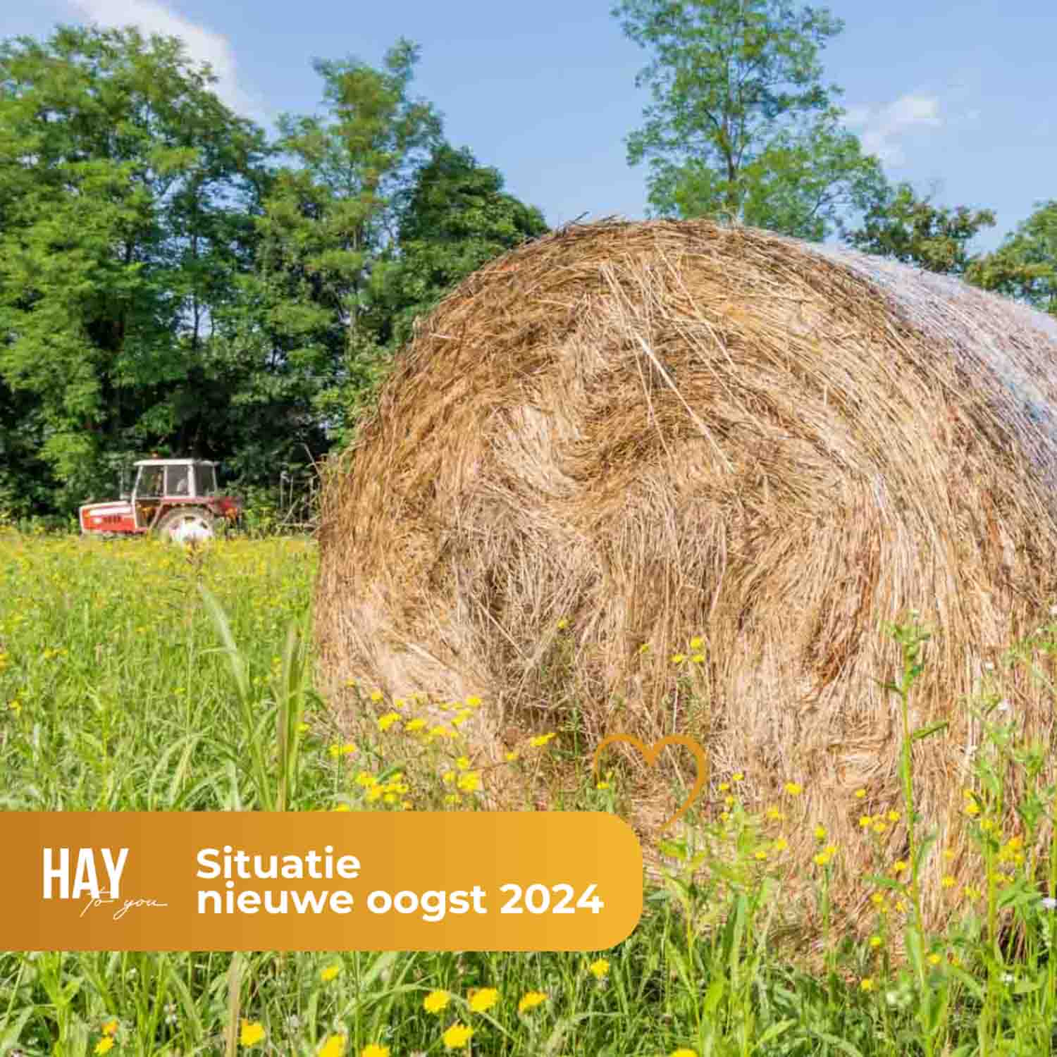 Hay to You Oogst 2024